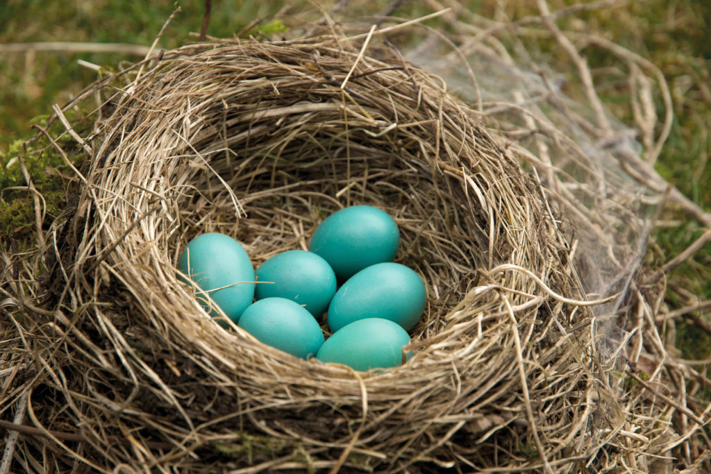 Robin's Nest With Blue Eggs