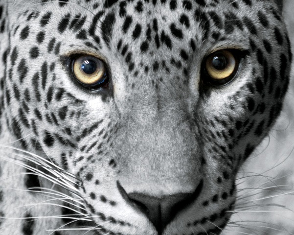 leopard